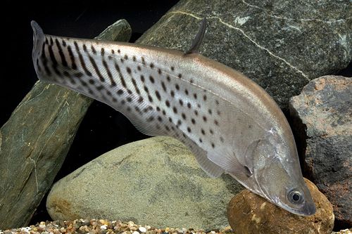 Royal clown knifefish