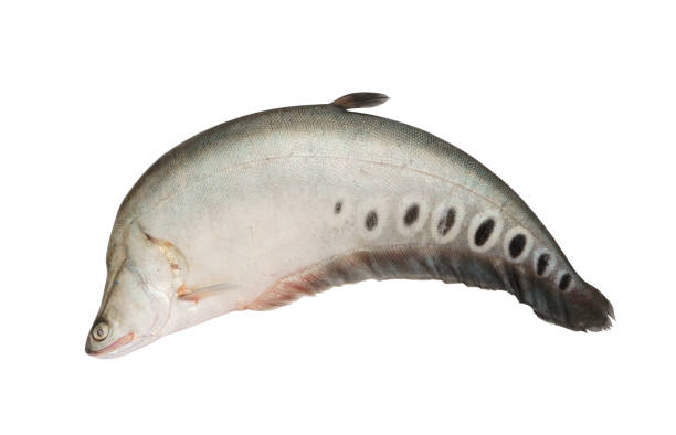 Knifefish stock photos pictures royalty