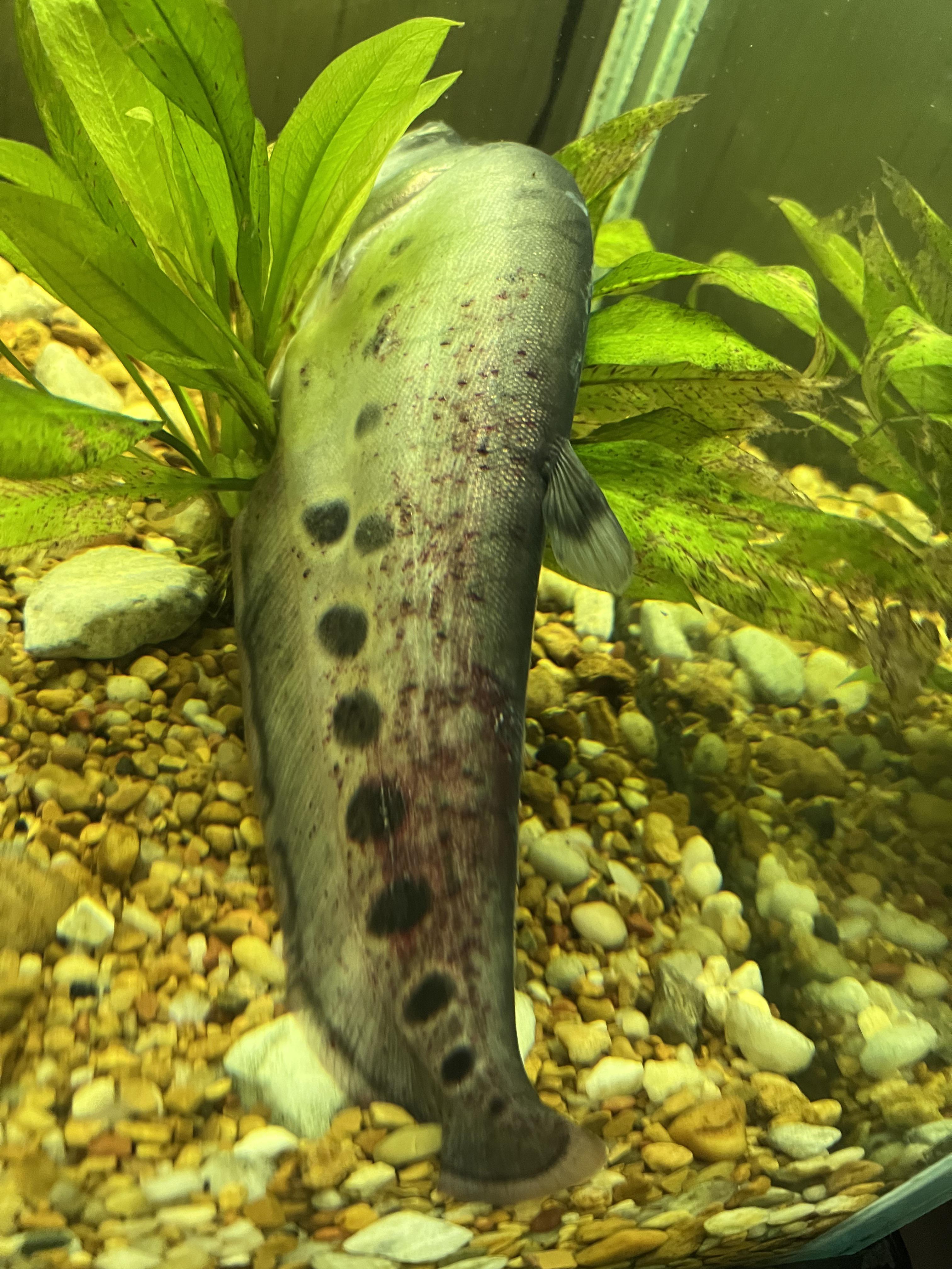 Please help clown knife raquariums