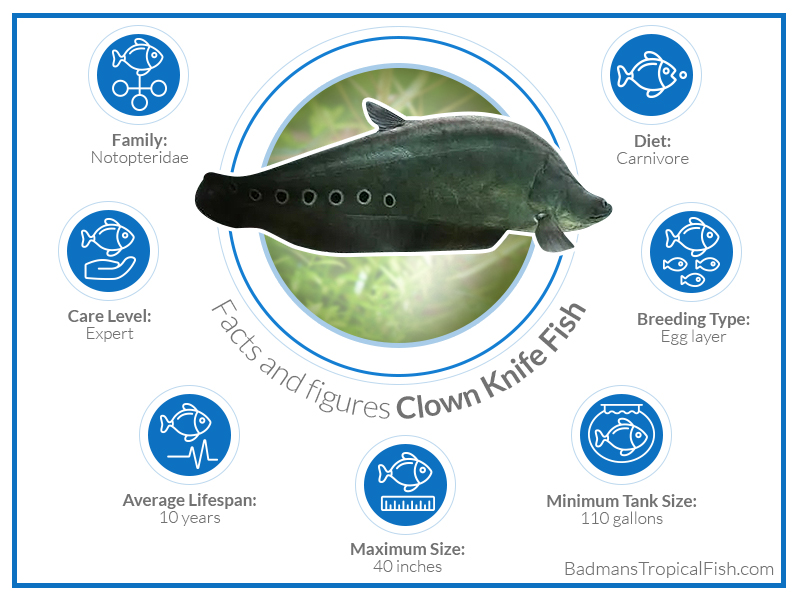 Clown knife fish care maintenance and breeding