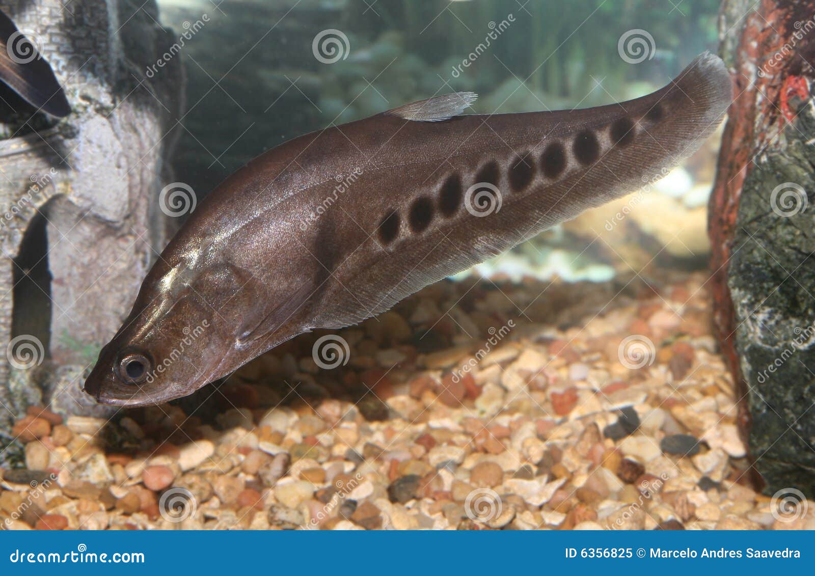 Clown knife fish stock photos