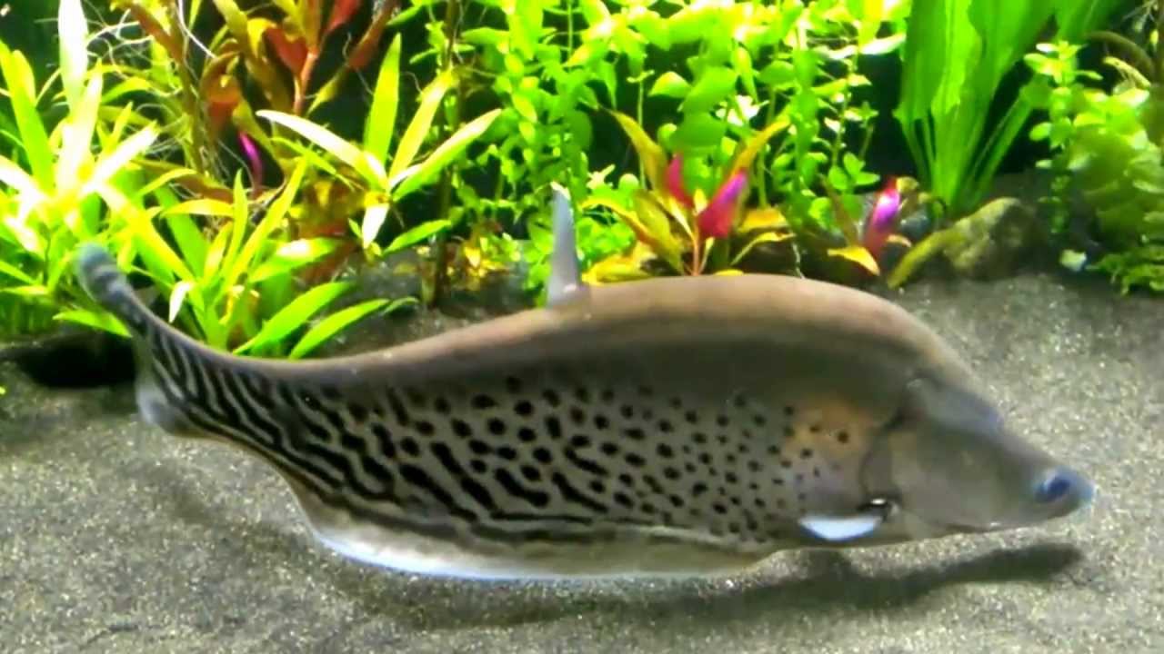 Royal knifefish chitala blanci tropical fish keeping