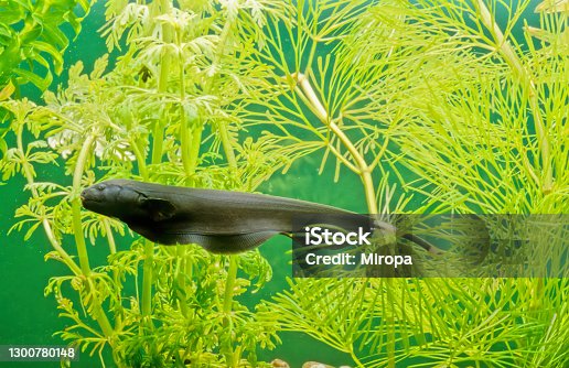 Knifefish stock photos pictures royalty