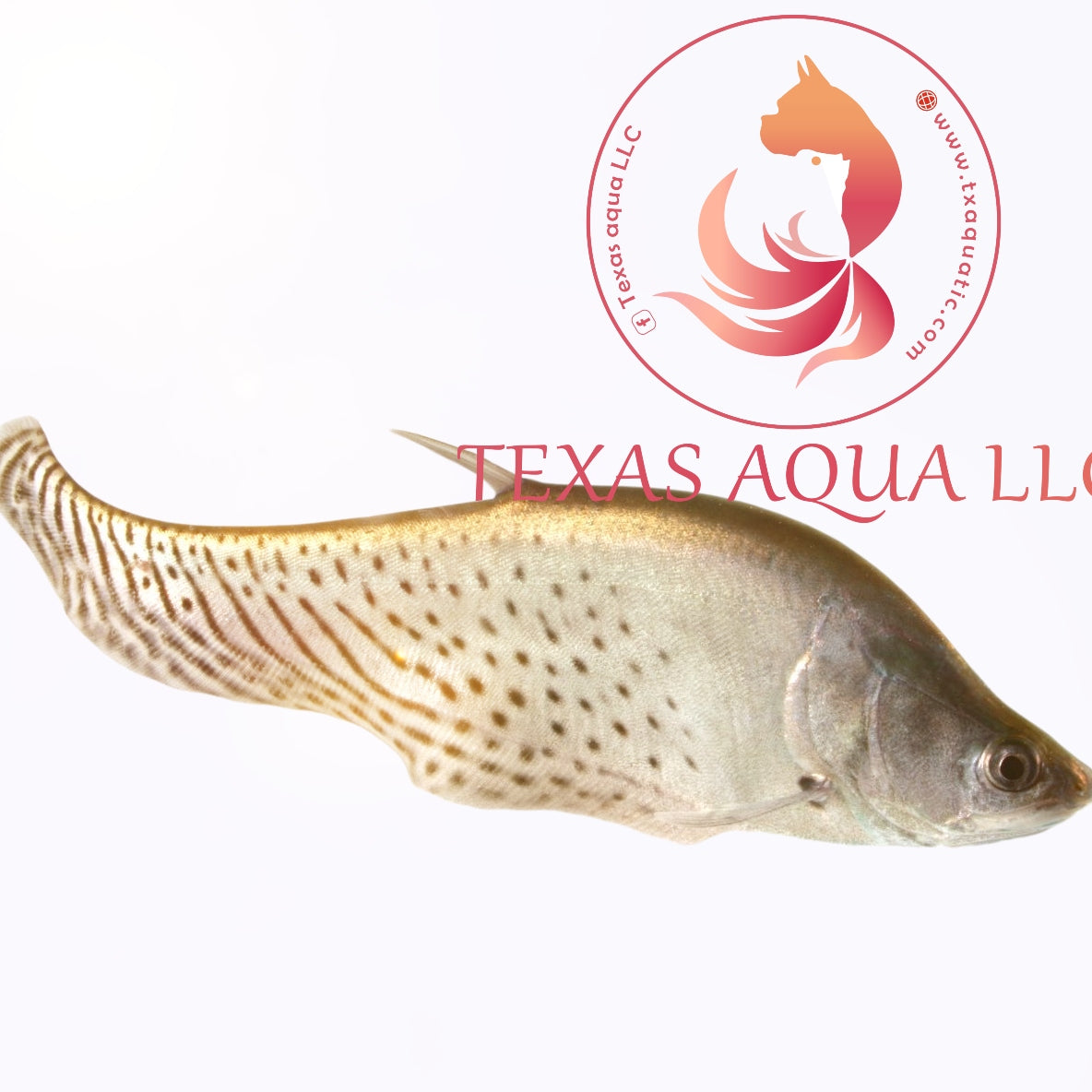 Royal knife â texas aqua llc