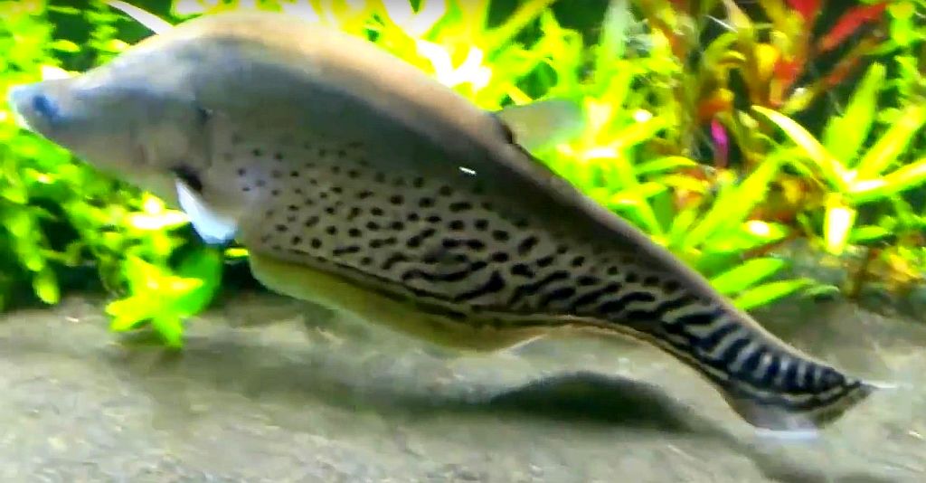 Royal knifefish chitala blanci tropical fish keeping