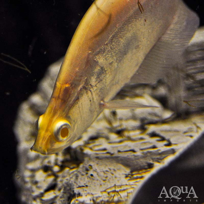 Red eye albino clown knifefish chitala ornata