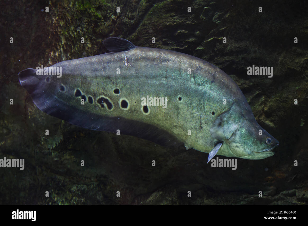 Clown knife fish hi