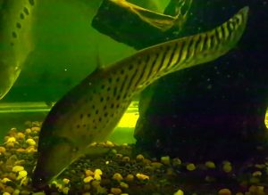 Royal knifefish chitala blanci tropical fish keeping