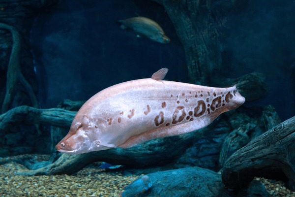 Hundred clown knife fish royalty