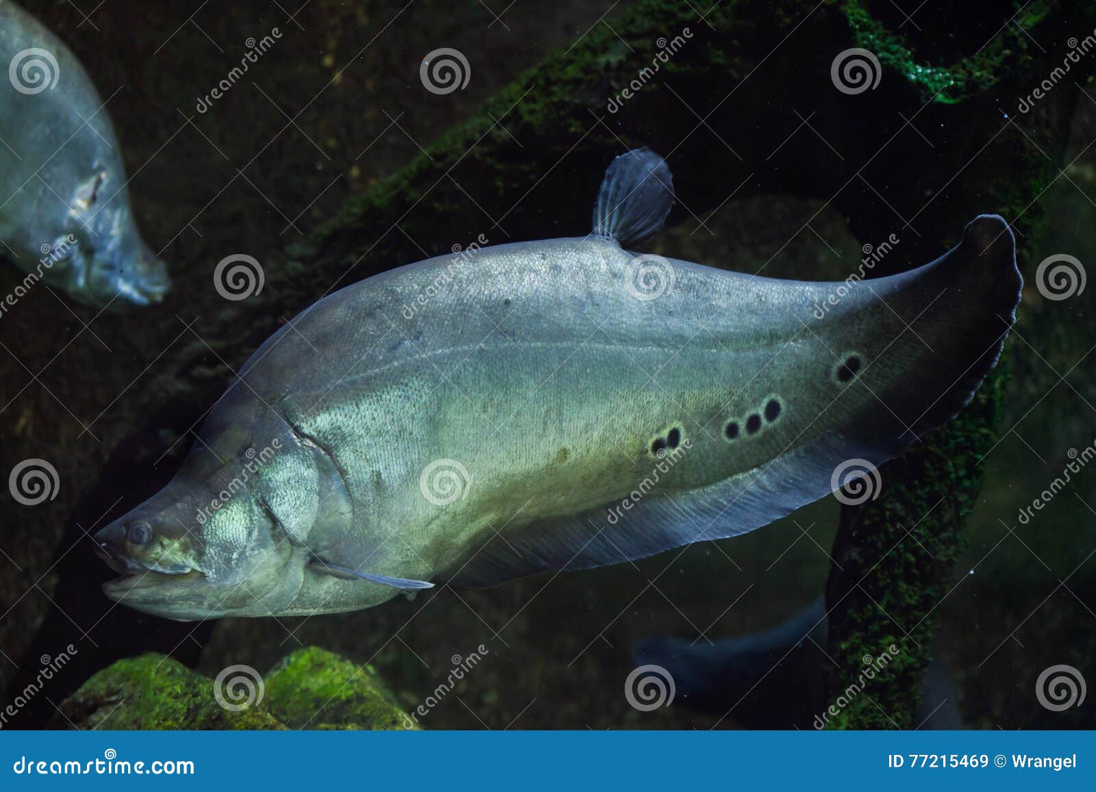 Knifefish stock photos