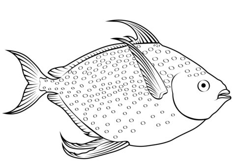 Opah or moonfish lampris guttatus coloring page free printable coloring pages