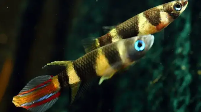 The plete guide to clown killifish care fishkeeping world
