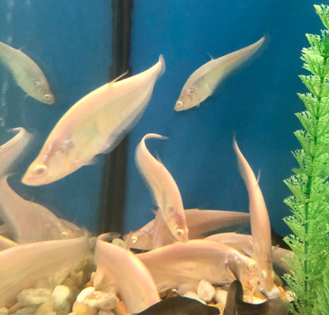 Albino clown knifefish chitala ornata â predatory fins