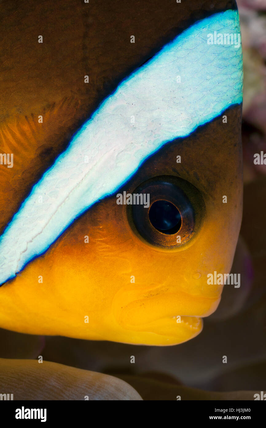 Close up of clown fish hi