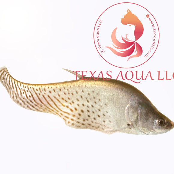 Royal knife â texas aqua llc