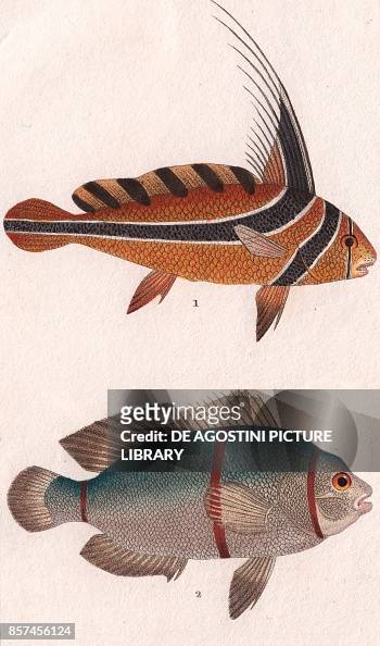 Knifesh stock photos high