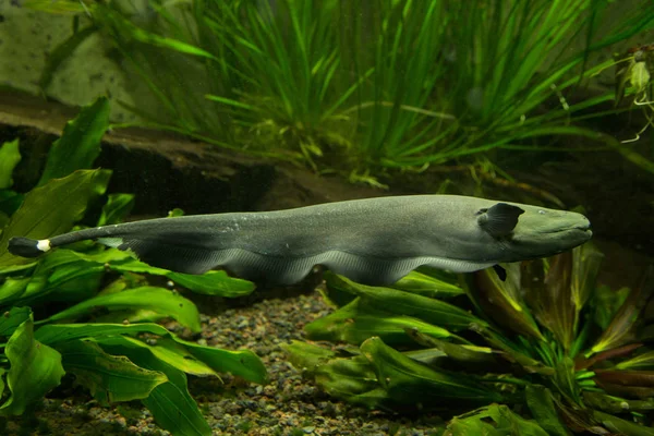 Knifefish stock photos royalty free knifefish images