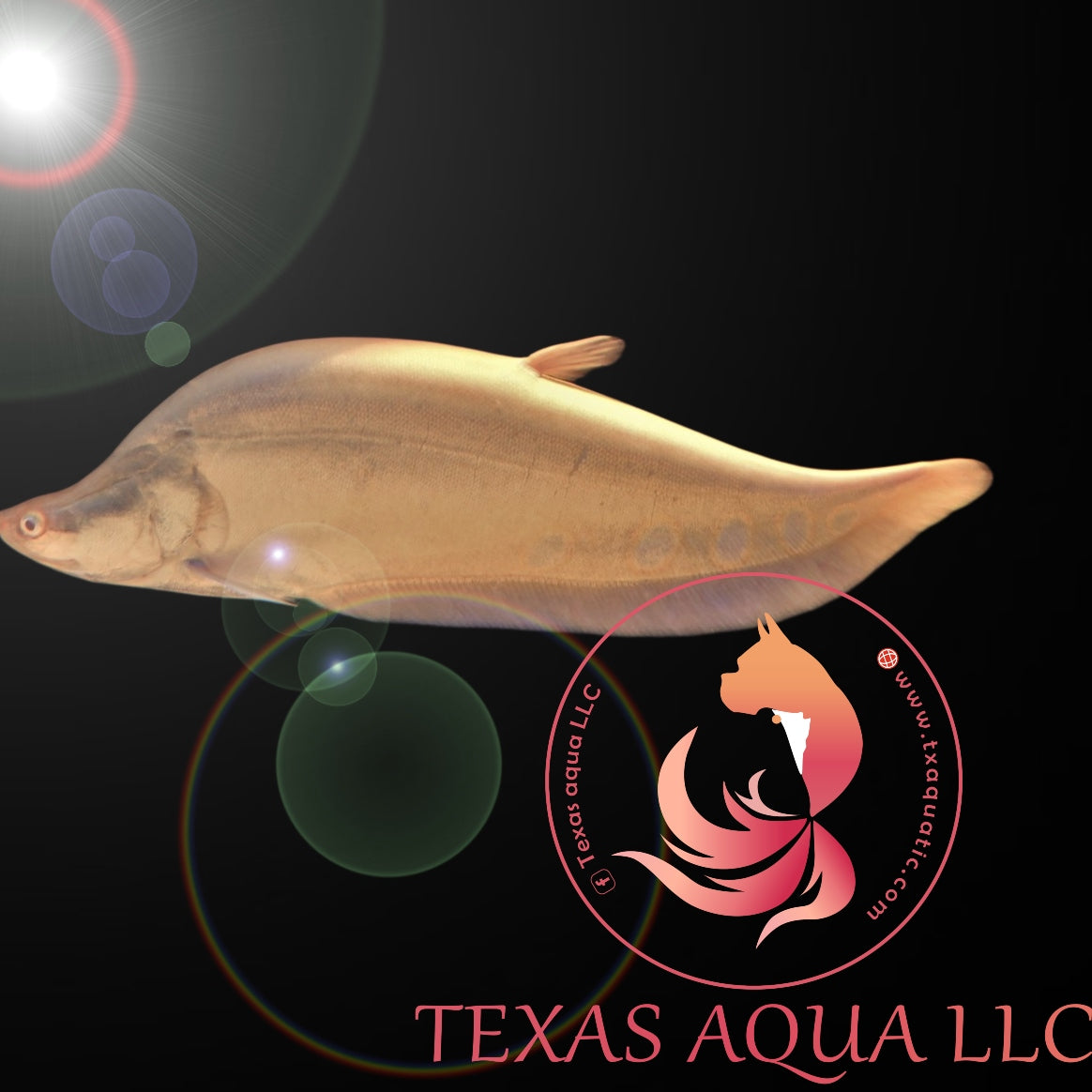 Ab knifefish â texas aqua llc