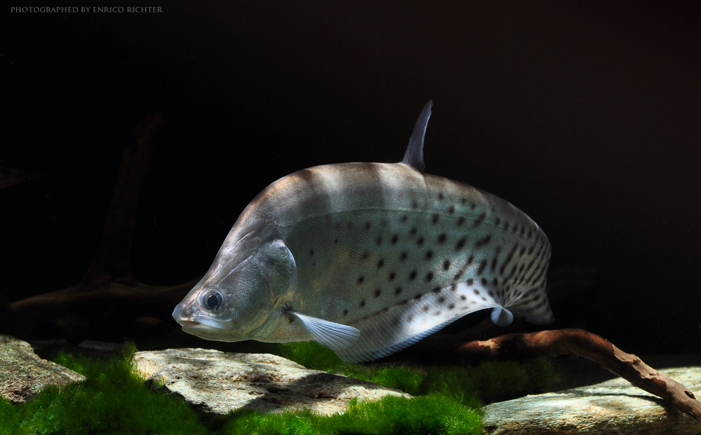 Chitala ornata â fish sheet