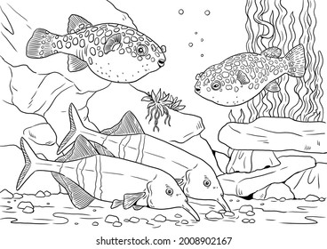 Best elephantnose fish royalty