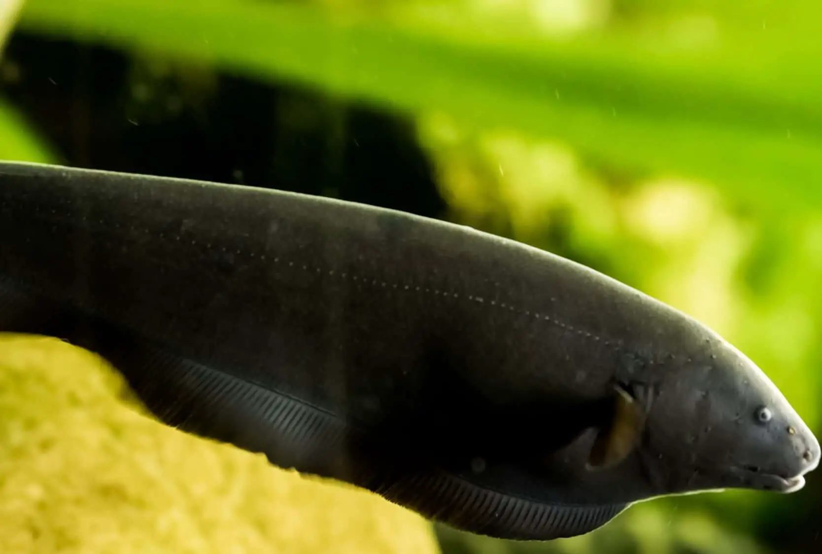 Black ghost knifefish care guide all you need to know fishkeeping world