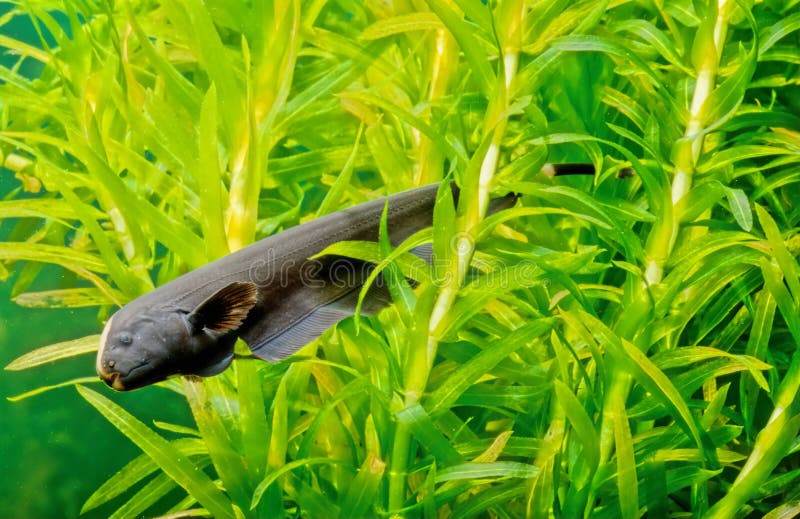 Knifefish stock photos