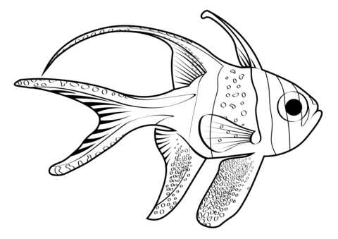 Banggai cardinalfish pterapogon kauderni coloring page free printable coloring pages