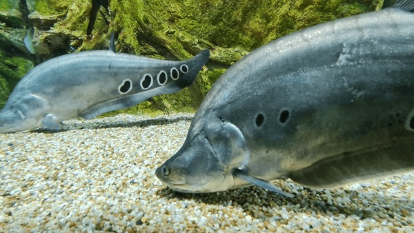 Belida fish royalty