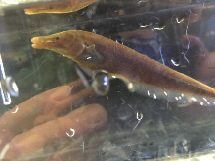 Faqs on knifefish disease