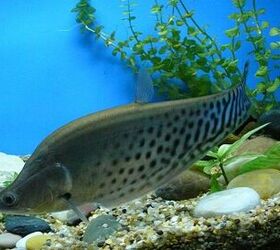 Knifefish fish breed information and pictures