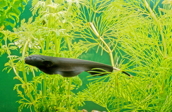 Knifefish images â browse photos vectors and video