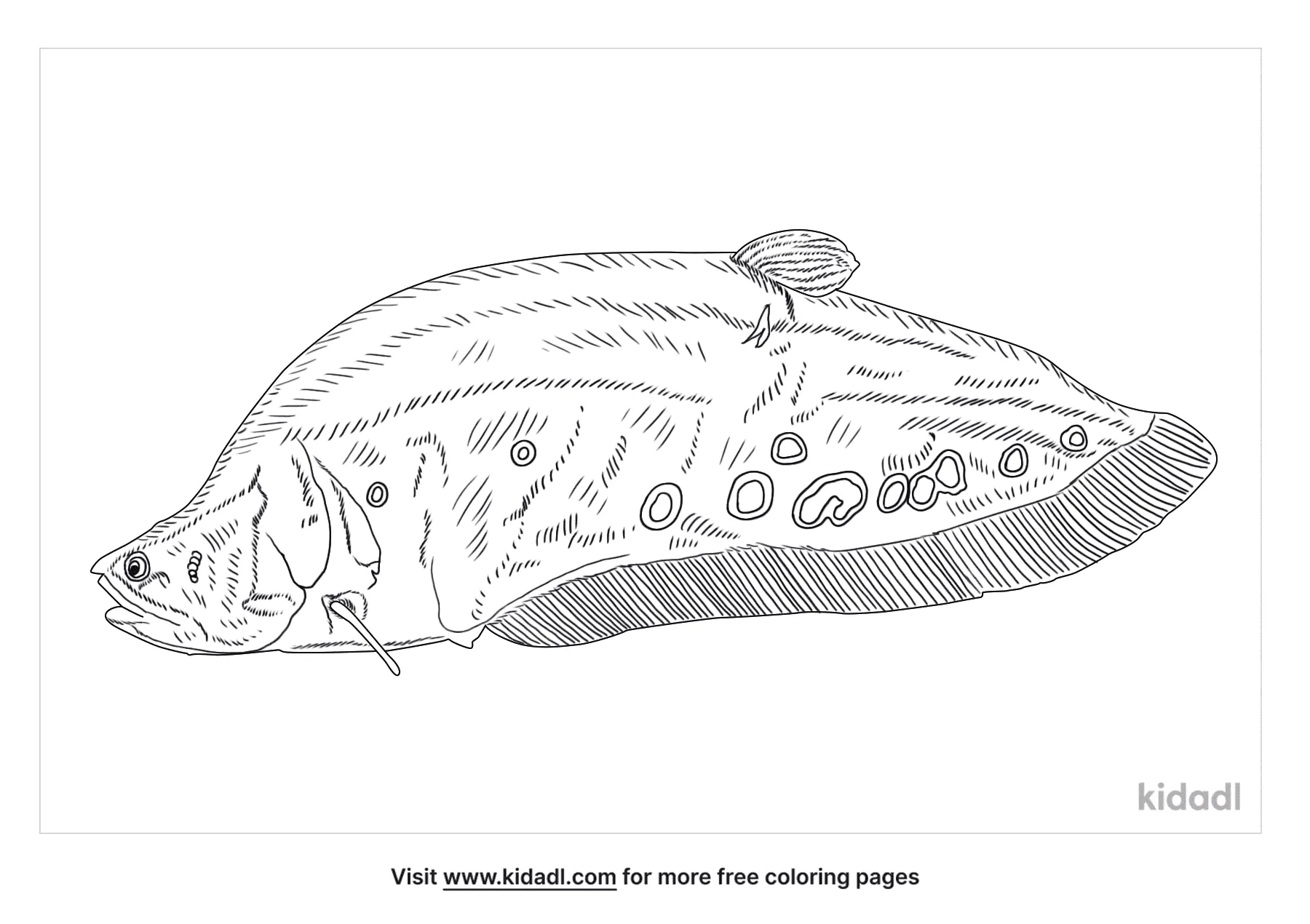 Free knifefish coloring page coloring page printables