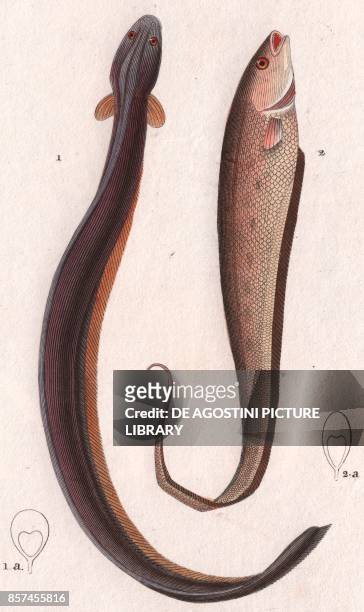 Knifesh stock photos high