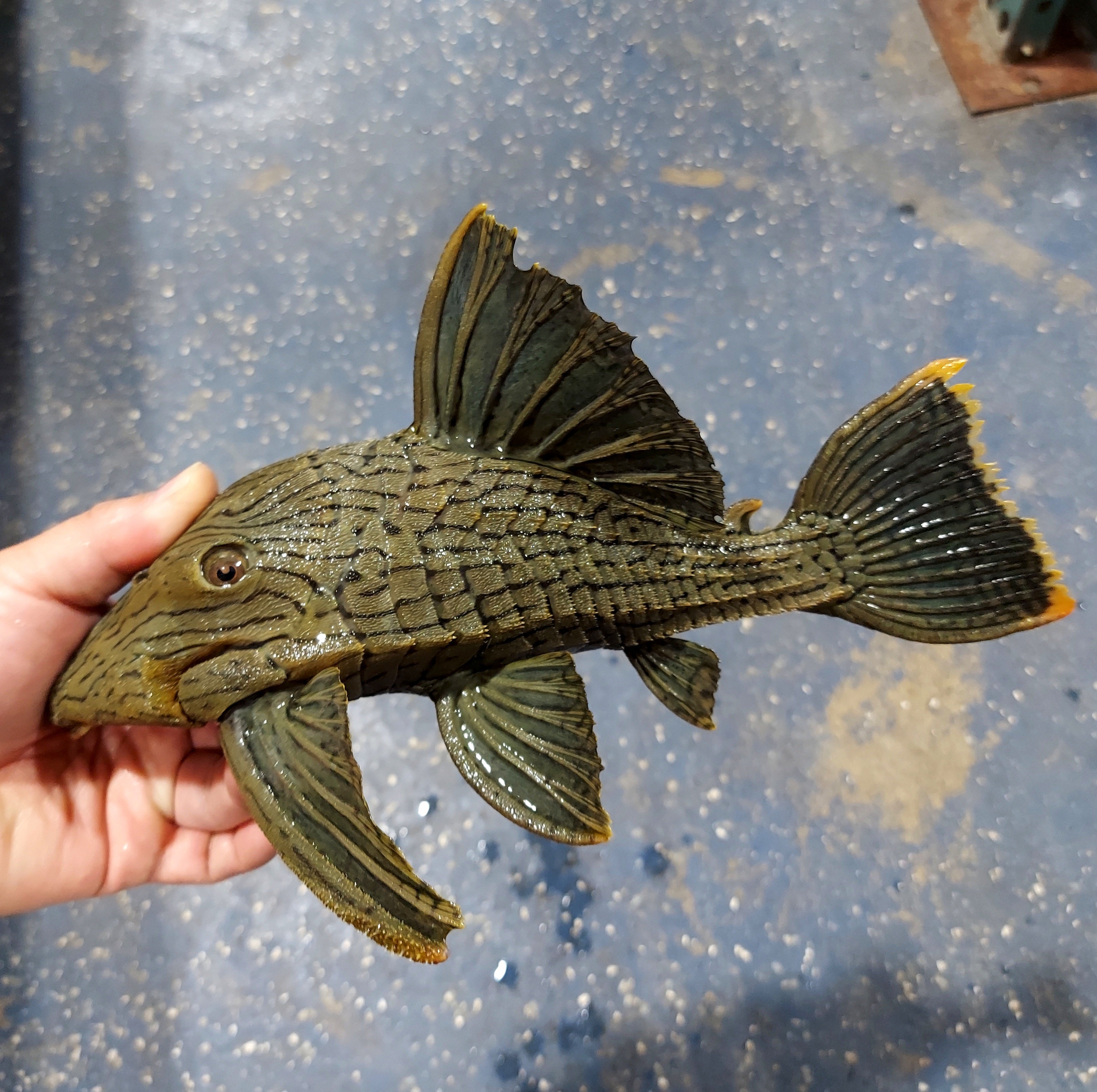 L titan royal pleco panaque titan â predatory fins