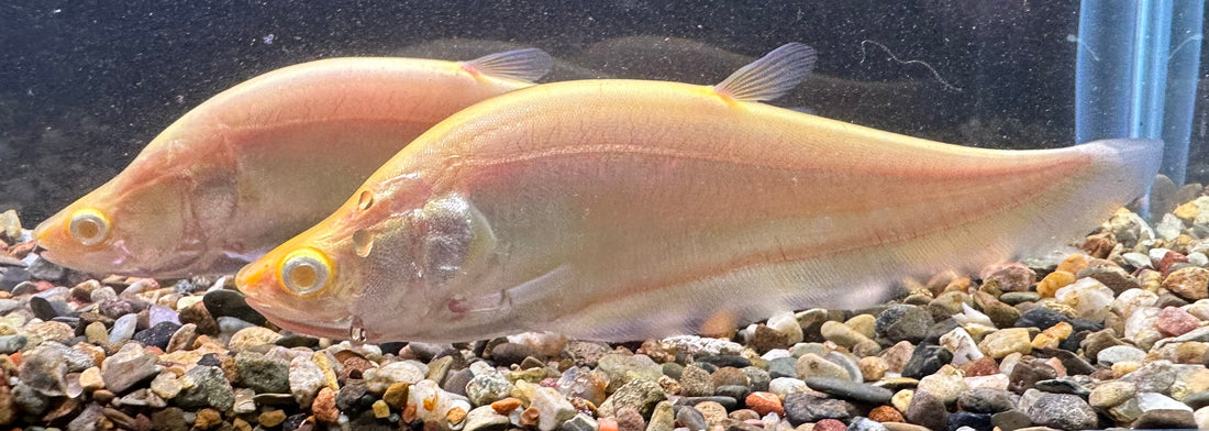 Full available stock â page â global fish co