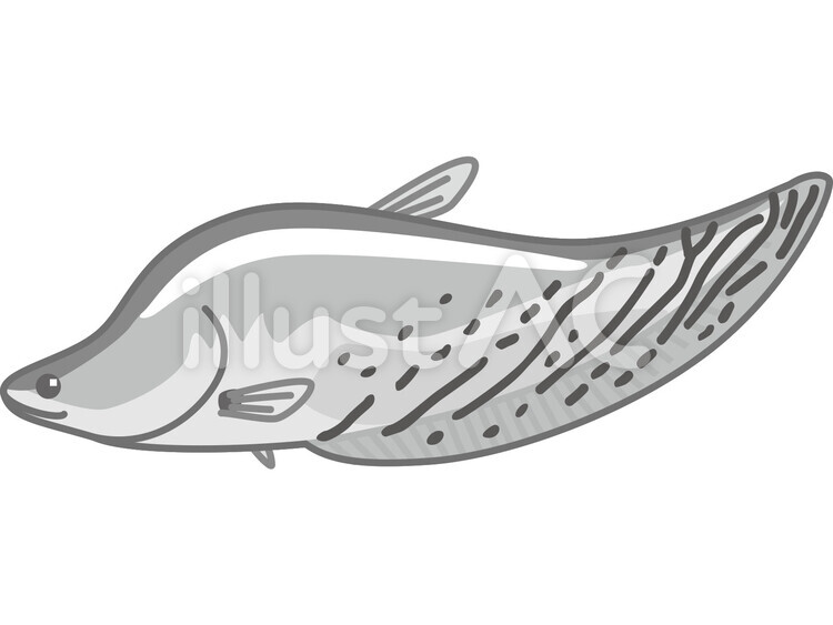 Free vectors royal knife fish