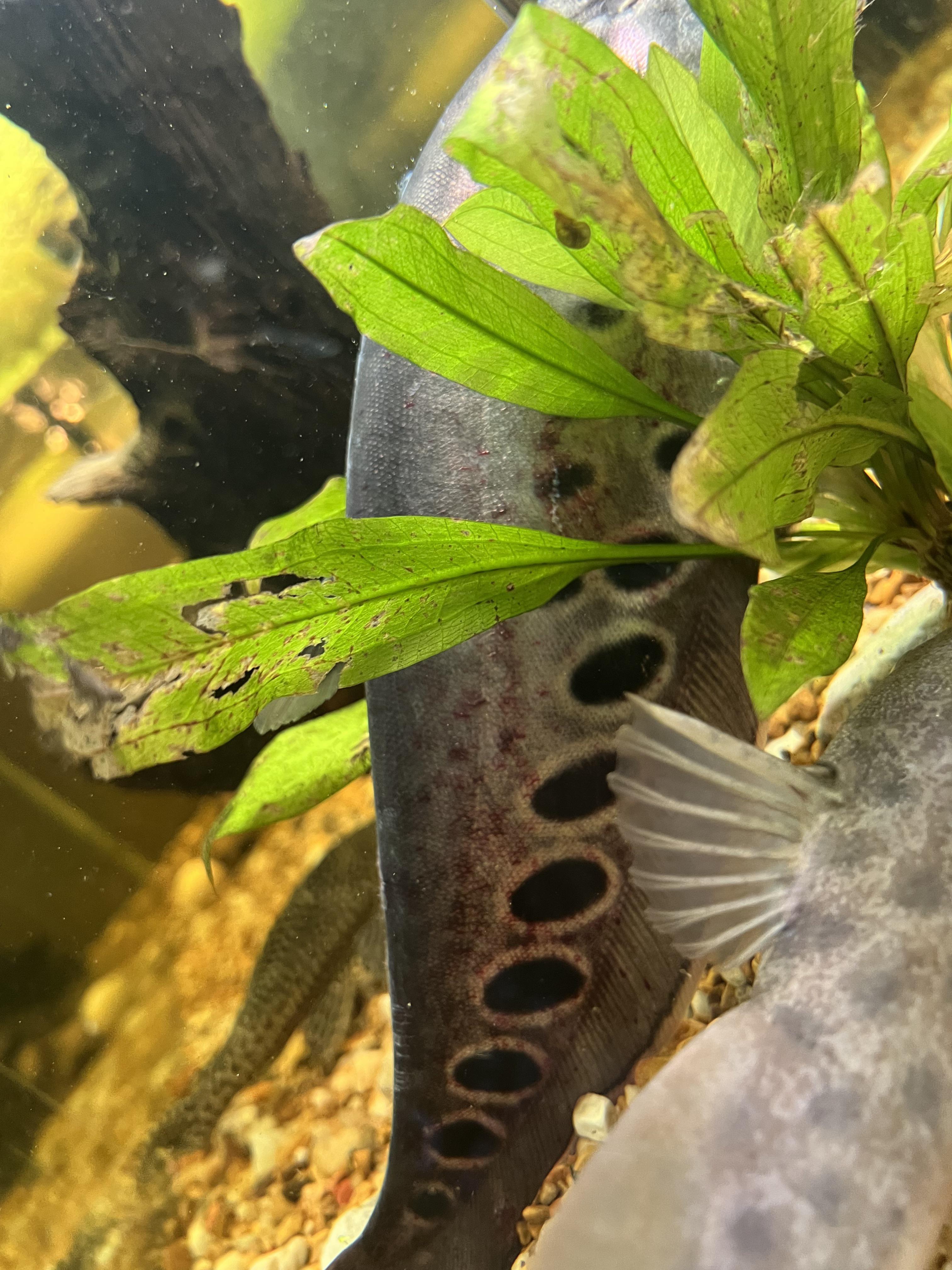 Please help clown knife raquariums