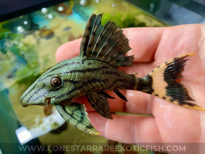 L dull eyed royal pleco panaque cf nigrolineatus live freshwater tropical fish for sale