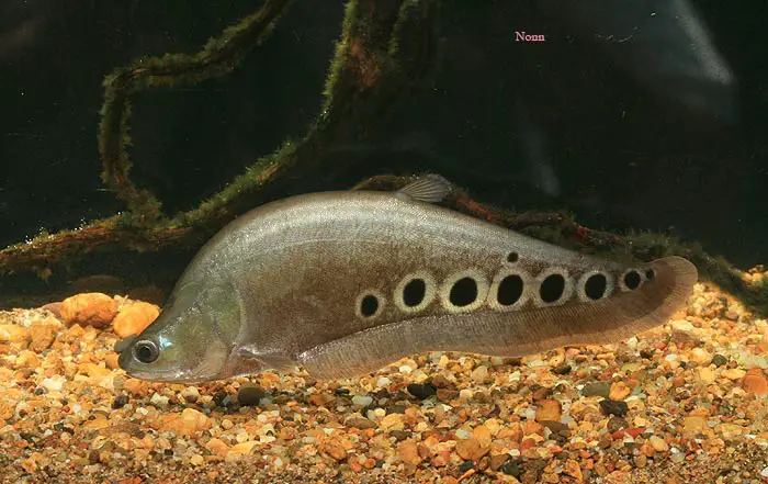Chitala ornata â clown featherback notopterus ornatus notopterus ocellifer â seriously fish