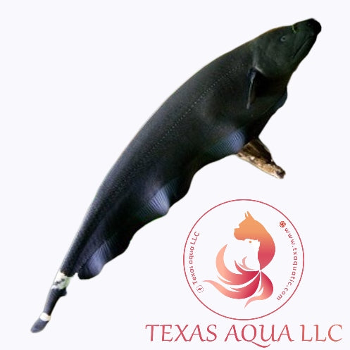 Black ghost knife â texas aqua llc