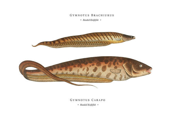 Knifefish art for sale