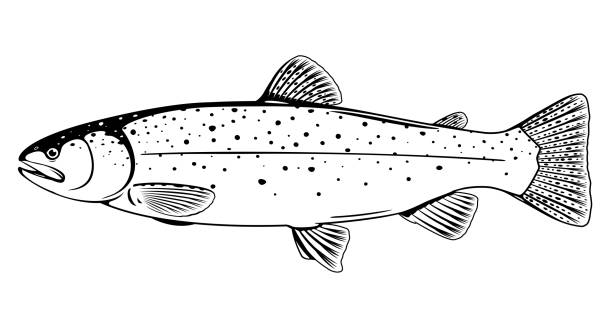Spotted fish stock photos pictures royalty