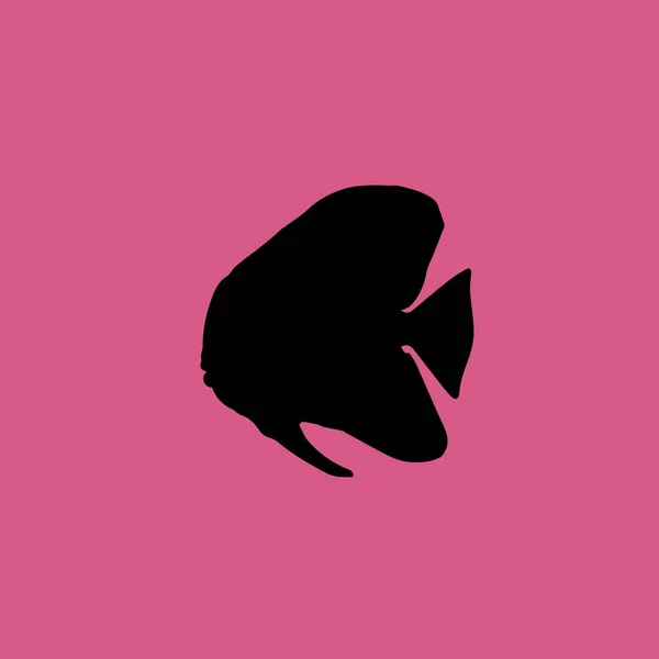 Clown knifefish stock photos royalty free clown knifefish images