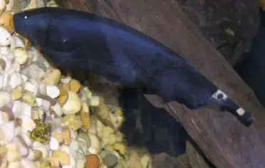 Black ghost knifefish care guide all you need to know fishkeeping world