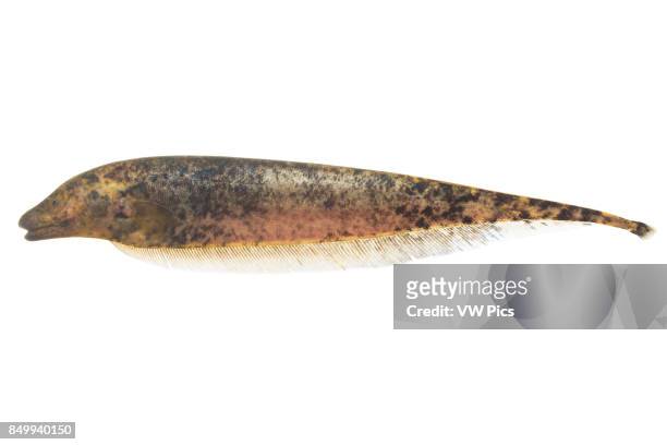 Knifesh stock photos high
