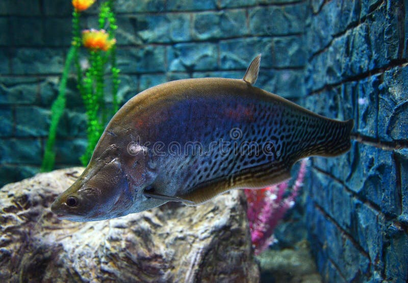 Clown knifefish stock photos