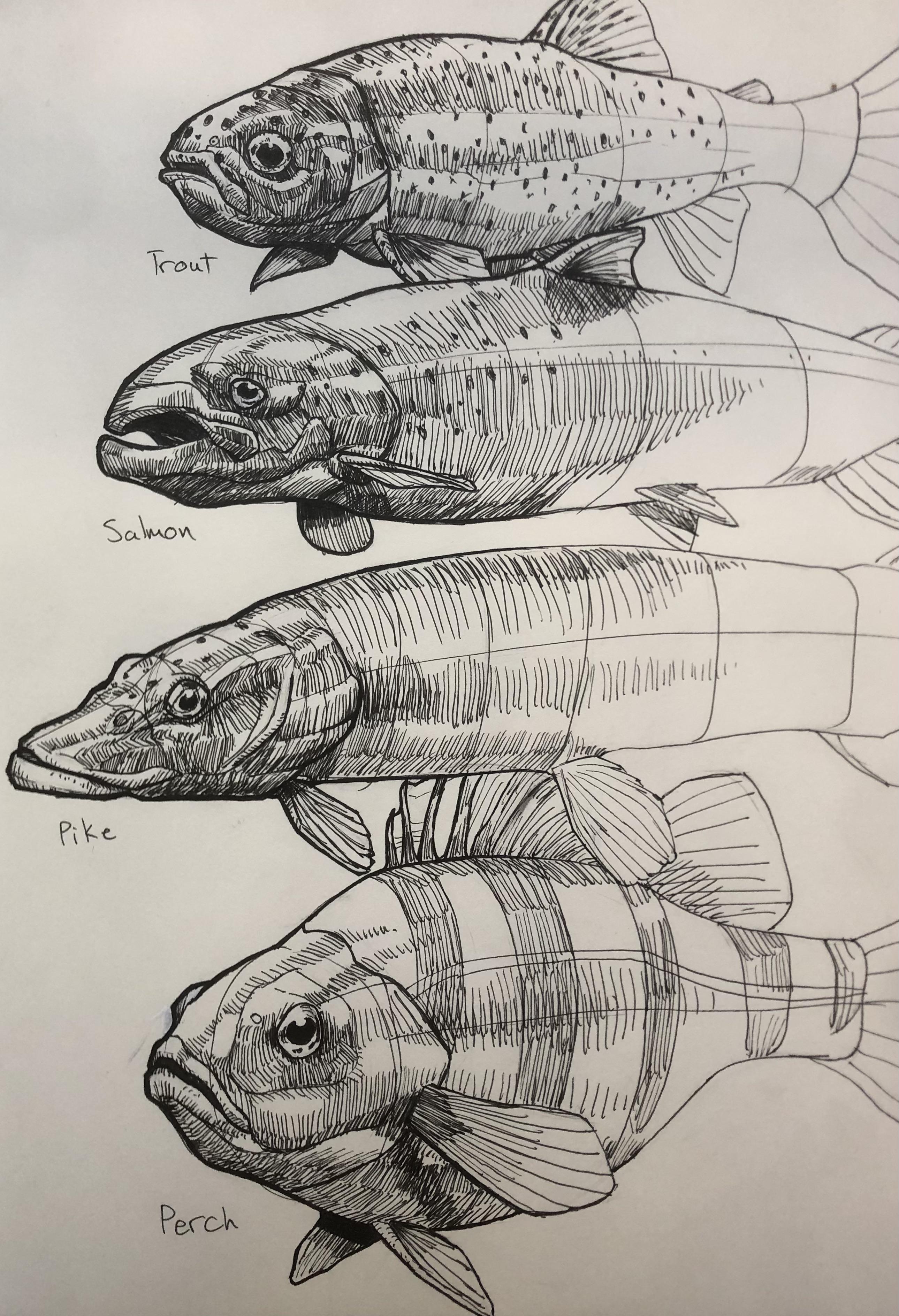 Fish drawings me pen rart