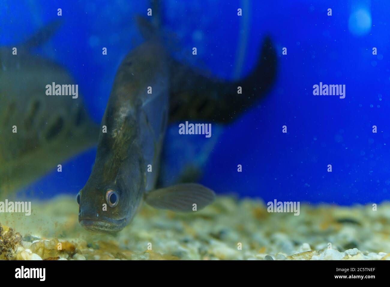 Clown knife fish hi
