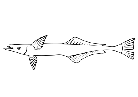 Live sharksucker echeneis naucrates coloring page free printable coloring pages