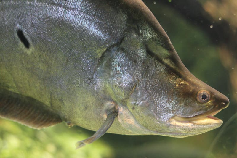 Clown knifefish stock photos